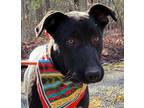 Adopt SHADY a German Shepherd Dog / Mixed Breed (Medium) / Mixed dog in Norwich