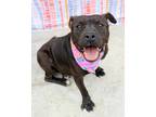 Adopt Basil a American Pit Bull Terrier / Mixed dog in Gautier, MS (41096731)