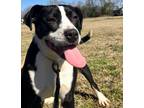 Adopt Basil a Terrier (Unknown Type, Small) / Mixed Breed (Medium) / Mixed dog
