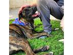 Adopt Rocky a Brindle Bluetick Coonhound / Treeing Walker Coonhound / Mixed dog