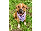 Adopt Buster a Brown/Chocolate American Pit Bull Terrier / Mixed Breed (Medium)