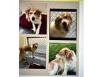 Adopt Milo a White - with Tan, Yellow or Fawn Border Collie / Mixed dog in