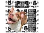 Adopt Ebba a Brown/Chocolate - with White Pit Bull Terrier / Mixed dog in
