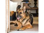 Adopt Blitz a Black - with Tan, Yellow or Fawn German Shepherd Dog / Mixed dog
