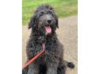 Adopt Misty a Black Aussiedoodle / Mixed dog in Frederick, MD (41227017)