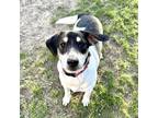 Adopt Braxton a Tricolor (Tan/Brown & Black & White) Beagle / Mixed dog in
