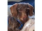 Adopt Otto a Brown/Chocolate Dachshund / Mixed dog in Omaha, NE (41327177)