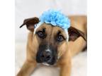 Adopt Gabby a Brown/Chocolate Black Mouth Cur / Mixed Breed (Medium) / Mixed
