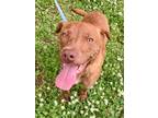 Adopt Gretel a Brindle Bernese Mountain Dog / Mixed Breed (Medium) / Mixed