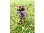 Adopt Skipper a Brindle Bernese Mountain Dog / Mixed Breed (Medium) / Mixed