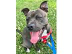 Adopt Denise a Terrier (Unknown Type, Small) / Mixed dog in Fort mill