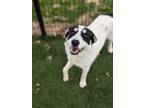 Adopt Badger a White Border Collie / Mixed Breed (Medium) / Mixed (short coat)