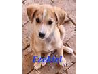 Adopt Ezekiel a Red/Golden/Orange/Chestnut - with White Mixed Breed (Medium) /