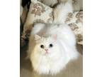 Adopt BOWIE a White Persian / Mixed (long coat) cat in Powder Springs