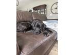 Adopt Gigi - Pending adoption a Brindle Rottweiler / Boxer dog in Grand Rapids