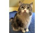 Adopt Joplin a Brown Tabby Domestic Longhair / Mixed Breed (Medium) / Mixed