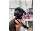 Adopt Milana a Black Labrador Retriever / Mixed Breed (Medium) / Mixed (short