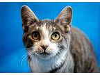 Adopt Paper a Gray, Blue or Silver Tabby Domestic Shorthair / Mixed (short coat)