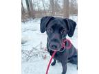 Adopt Bron a Black Labrador Retriever / Mixed Breed (Medium) / Mixed (short