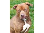 Adopt Beefcake a Brindle Mixed Breed (Small) / Mixed Breed (Medium) / Mixed