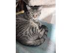 Adopt Sage a Gray, Blue or Silver Tabby Domestic Shorthair (short coat) cat in