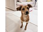 Adopt ✨✨ Irene ✨✨ a Tan/Yellow/Fawn Dachshund / Jindo / Mixed dog in