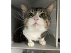 Adopt Mikie a Brown Tabby Domestic Mediumhair / Mixed (long coat) cat in Anoka