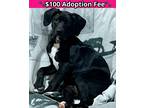Adopt Sachi a Black Labrador Retriever / Mixed Breed (Medium) / Mixed (short
