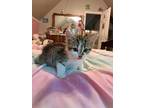 Adopt Chester a Gray, Blue or Silver Tabby Domestic Shorthair (short coat) cat