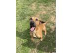 Adopt Tito a Tan/Yellow/Fawn - with Black Black Mouth Cur dog in Dickson