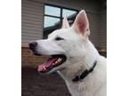 Adopt Koda/apollo a Husky / Mixed dog in Duluth, MN (41068514)