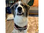 Adopt Wickham a Great Pyrenees dog in Louisville, KY (40584270)