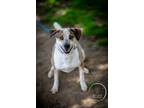Adopt Marvelous Moe a Brown/Chocolate - with White Australian Cattle Dog / Husky