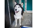 Adopt Chickie a Black - with White Siberian Husky / Mixed dog in Brewster