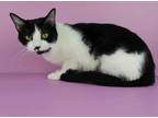 Adopt Nutella a Black & White or Tuxedo Domestic Shorthair / Mixed (short coat)