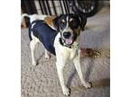 Adopt Yellow Creek : Oscar Meyer a Black - with White Border Collie / Australian
