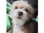Adopt Sasha Grace a Brown/Chocolate - with White Wirehaired Fox Terrier / Mixed