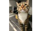 Adopt Leia a Brown Tabby Domestic Shorthair / Mixed Breed (Medium) / Mixed