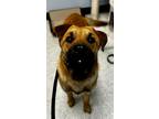 Adopt Woody a Brindle Black Mouth Cur / Mixed Breed (Medium) / Mixed (short