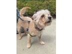 Adopt Sparky a Tan/Yellow/Fawn Jack Russell Terrier dog in Youngsville