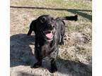 Adopt MoMo a Black Dachshund / Mixed dog in Odessa, FL (39934379)