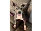 Adopt Saint a Merle American Staffordshire Terrier / Mixed Breed (Medium) /