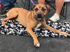 Adopt Daffodil a Black - with Tan, Yellow or Fawn Pit Bull Terrier / Mixed Breed