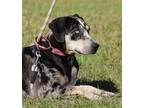 Adopt Cirilla a Catahoula Leopard Dog / Mixed dog in North Fort Myers