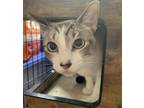 Adopt Tengen a Gray or Blue Siamese (short coat) cat in Wahiawa, HI (40334857)