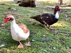Adopt Bernice and Wally a Brown Duck bird in Monroe, WA (32221729)