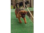 Adopt NELLY a Brown/Chocolate - with White Boxer / Mixed dog in Seattle