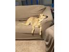 Adopt Marla and Buddy a Red/Golden/Orange/Chestnut - with Black Labrador