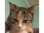 Adopt Biscuit a Brown Tabby Domestic Shorthair / Mixed Breed (Medium) / Mixed