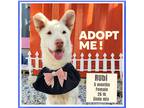 Adopt Ruby a White - with Tan, Yellow or Fawn Jindo / Mixed dog in Vancouver